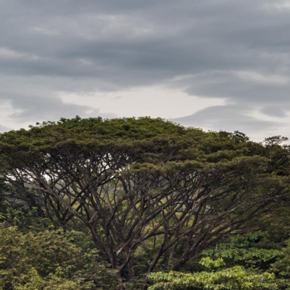 Baum