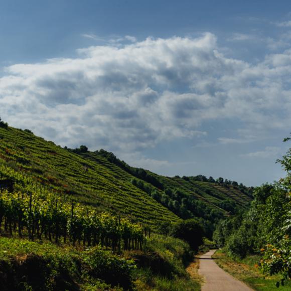 Weinberge an der Enz