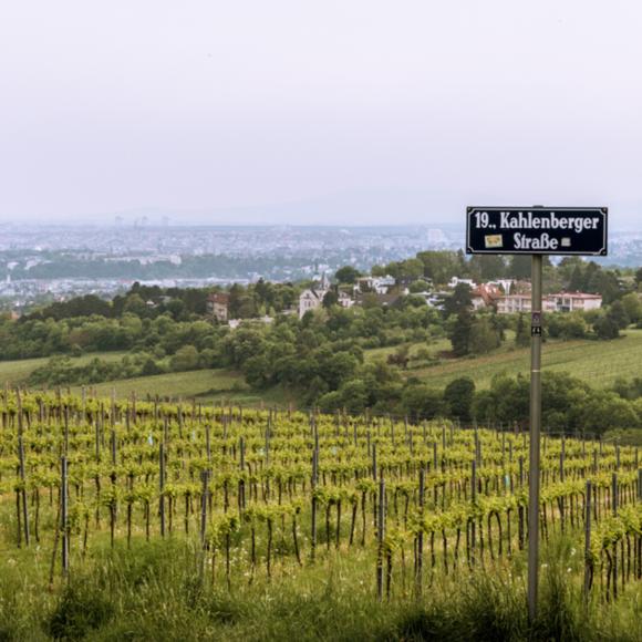 Weinberge über Nussdorf