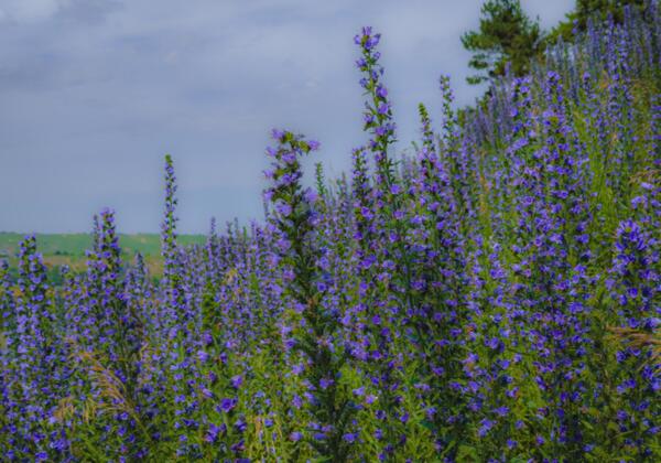 Wald und Wiese Wald und Wiese Spazierengehen für Anfänger