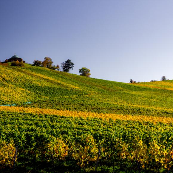 Weinberg unter der Grabkapelle