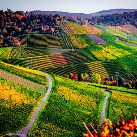 Weinberge am Rotenberg