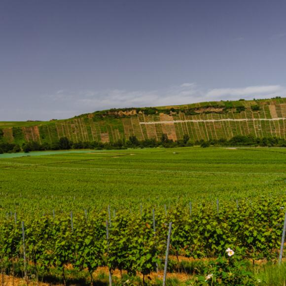 Weinbau