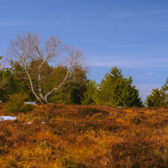 Grinden und Hochmoor