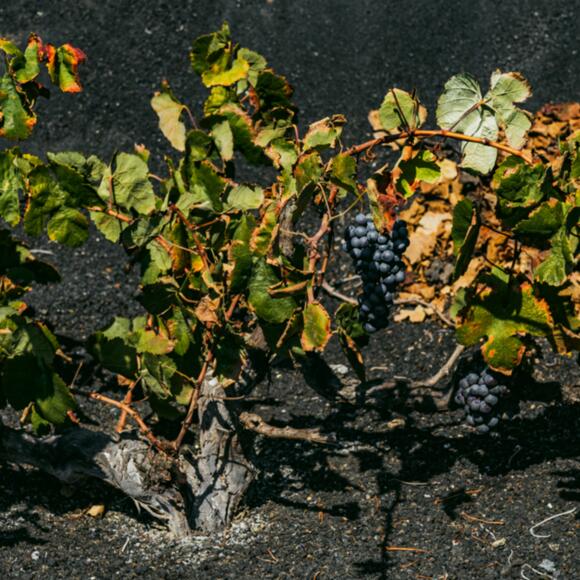 Weinrebe