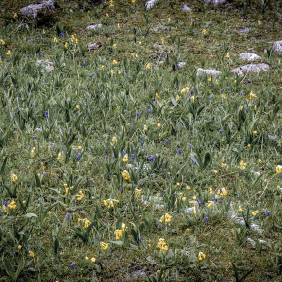 Frühlingsblumen