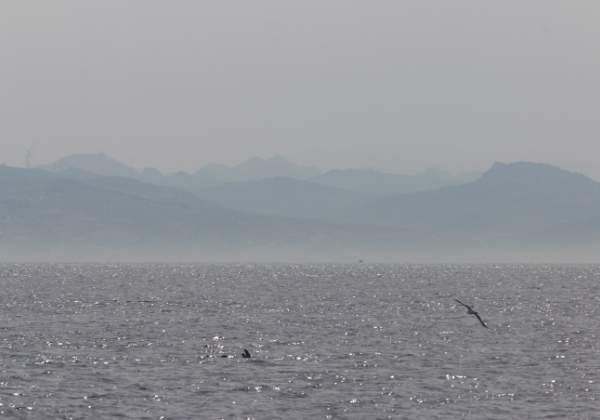 Tarifa Tarifa In der südlichsten Stadt Spaniens besteigen wir die firmm Spirit, um auf der Straße von Gibraltar Wale zu...