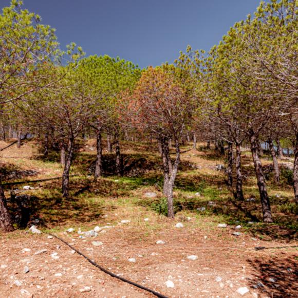 Burgberg